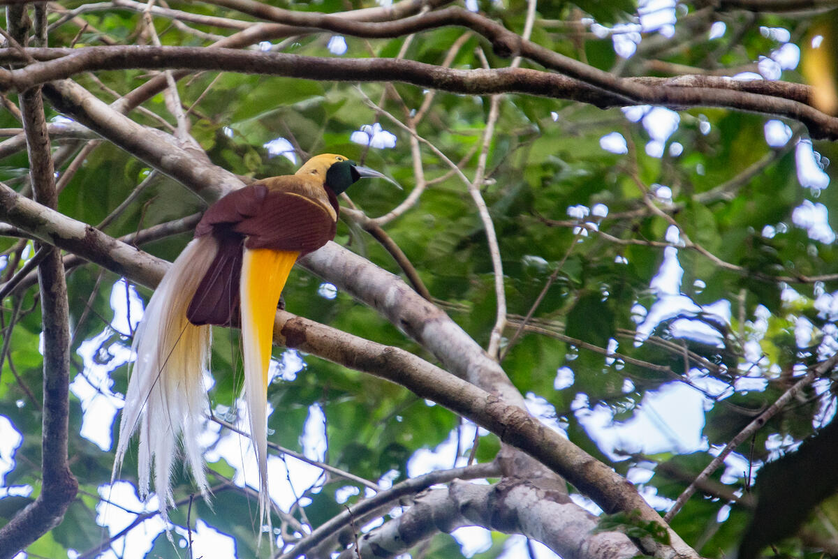 Lesser Bird of Paradise in Papua. © Jurnasyanto Sukarno / Greenpeace