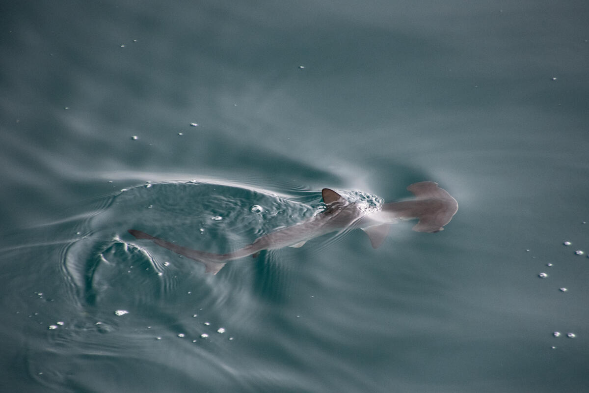 Hammerhead shark in Galapagos. © Greenpeace