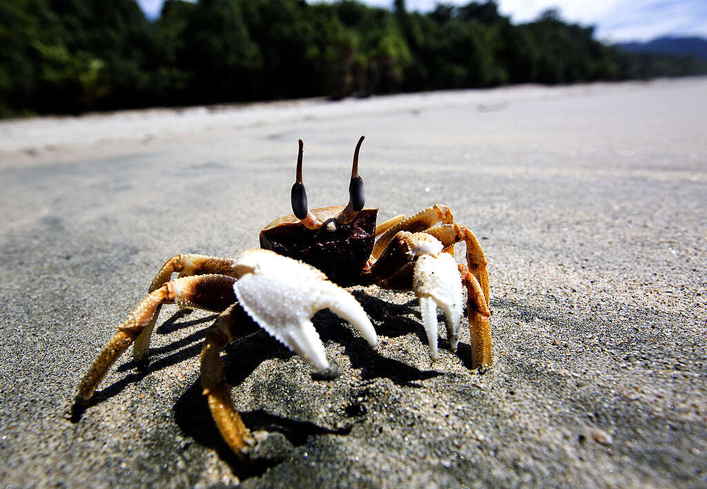 Crab in West Papua. © Paul Hilton / Greenpeace