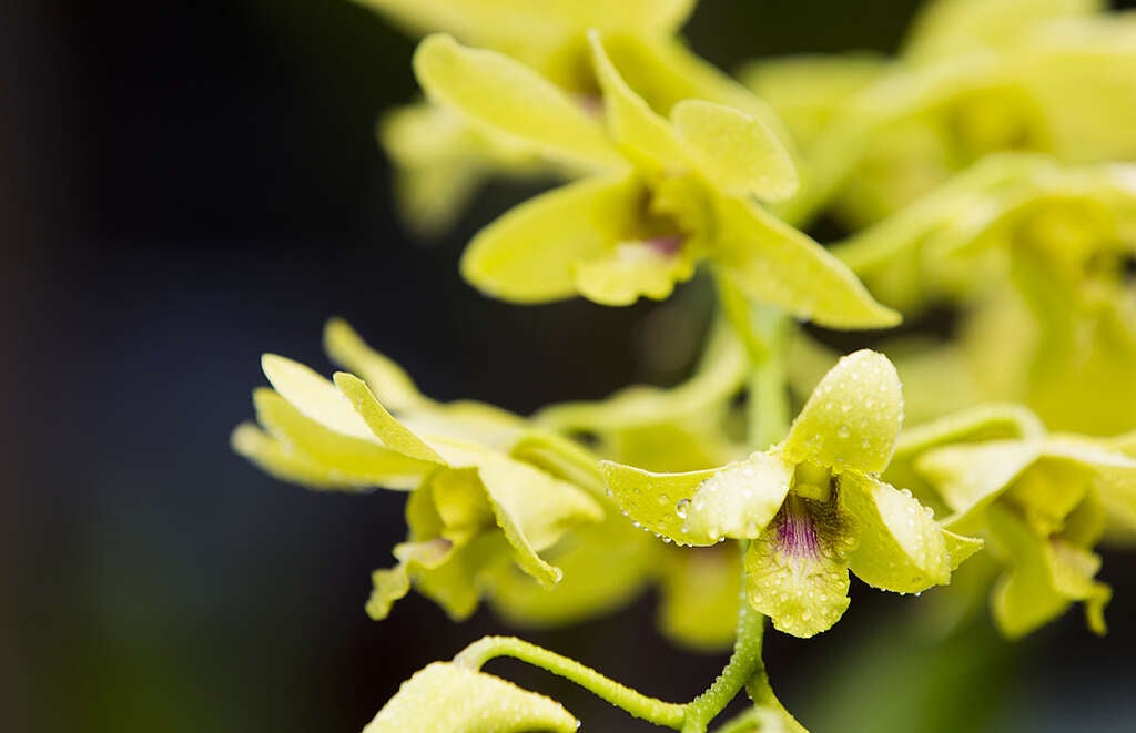 Yellow orchid in Papua. © Paul Hilton / Greenpeace