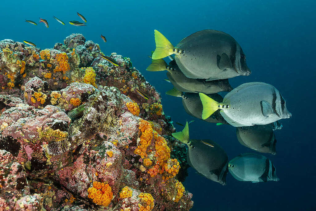 Markus Mauthe Galapagos- Underwater. © Markus Mauthe / Greenpeace