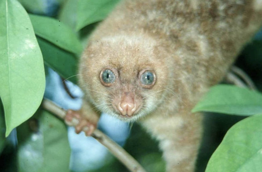 Blue-eyed spotted cuscus (Spilocuscus wilsoni). © Tim Flannery