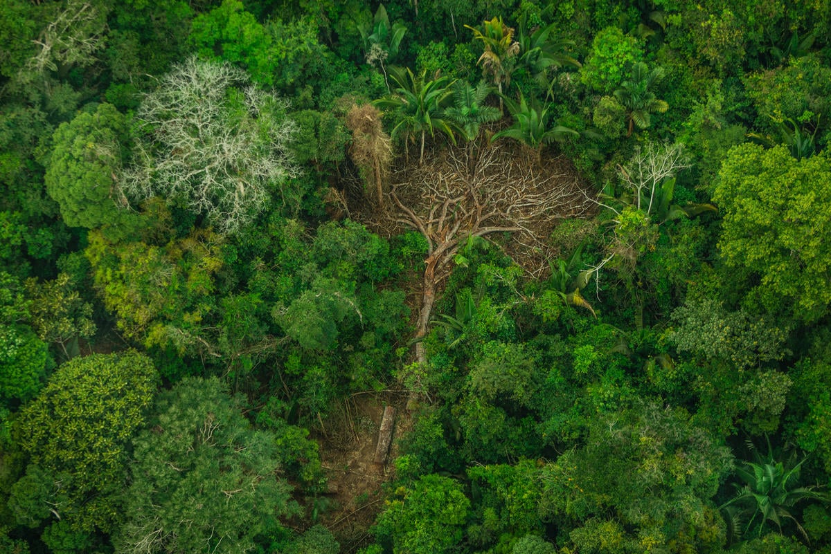 Deforestation in Karipuna Indigenous Land, Brazil. © Christian Braga / Greenpeace © Christian Braga / Greenpeace