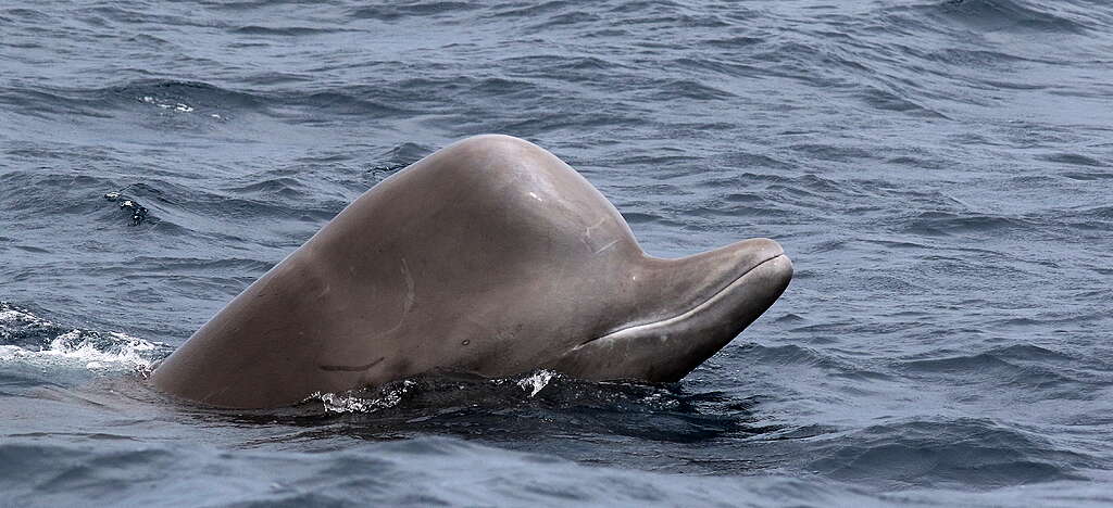 The Northern Bottlenose Whale (hyperoodon ampullatus) © Whitehead Lab (CC BY-SA 4.0)