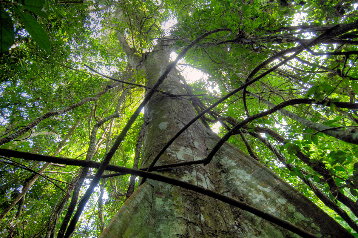 Tree in DRC Rainforest. © Thomas Einberger / argum / Greenpeace