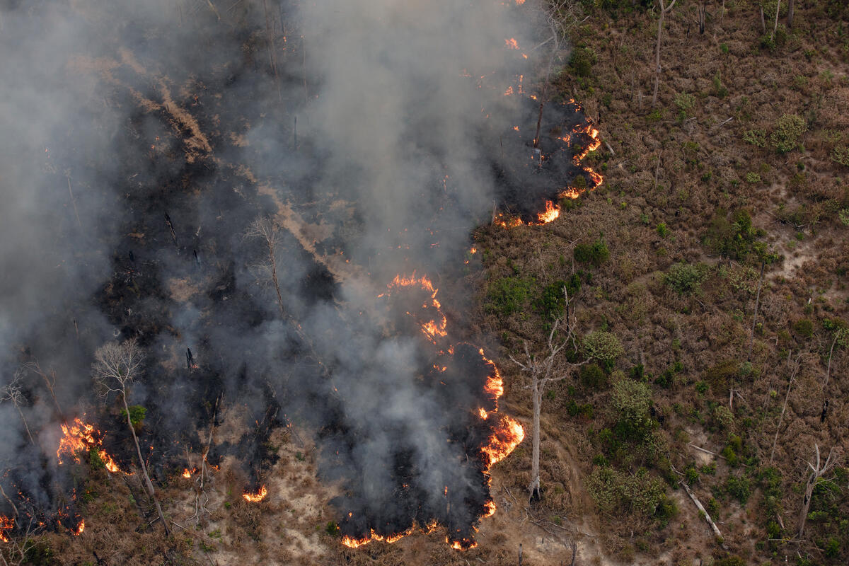 Monitoring of deforestation, forest fires, and burns in the Amazon in July 2024. © Marizilda Cruppe / Greenpeace