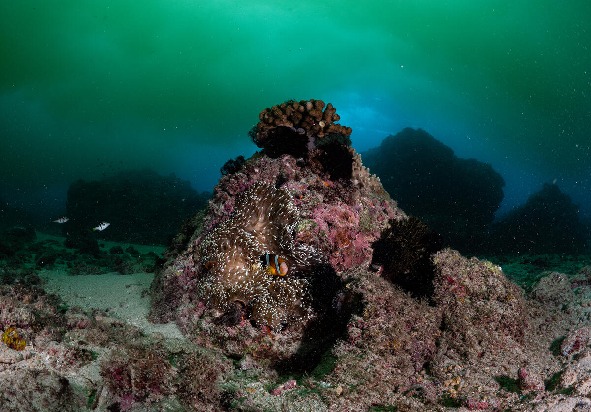 Ocean Investigation with Citizen Scientists in Xiao Liu-Qiu Island, Taiwan. © Greenpeace