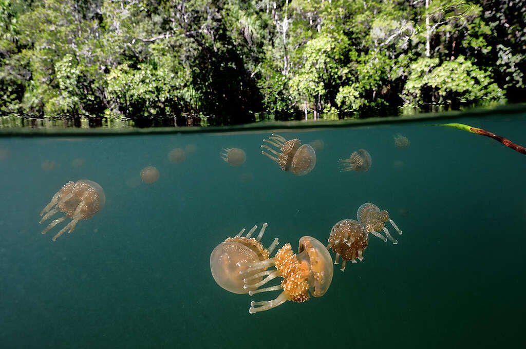 Mangroves at Raja Ampat, Papua, Indonesia. © Paul Hilton / Greenpeace