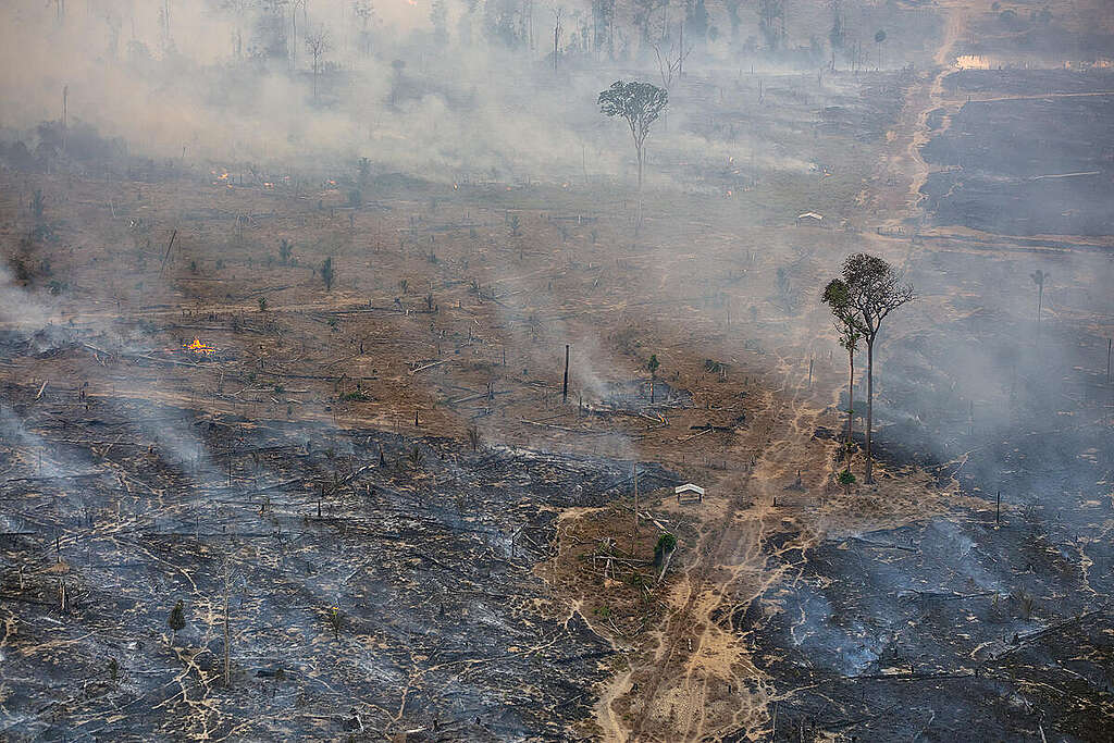 Wildfire and Burns in Areas Financed with Rural Credit in the Amazon, © Marizilda Cruppe / Greenpeace