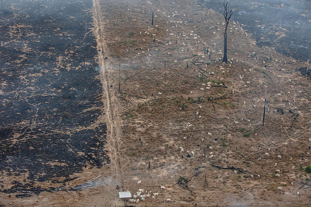 Monitoring of deforestation, forest fires, and wildfires in the Amazon. © Marizilda Cruppe / Greenpeace