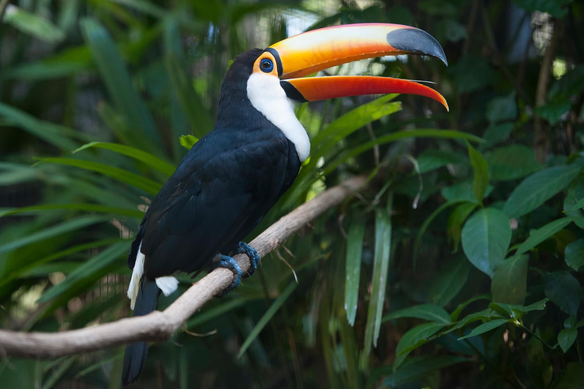 Toucan in Calilegua National Park. © Martin Katz / Greenpeace