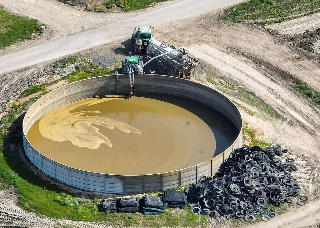 Pig Slurry Tank in Denmark. © Greenpeace