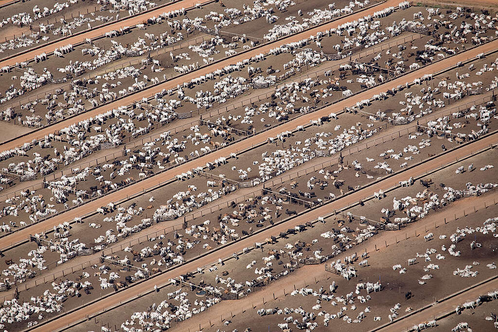 Cattle Farm in the Amazon. © Greenpeace / Daniel Beltrá