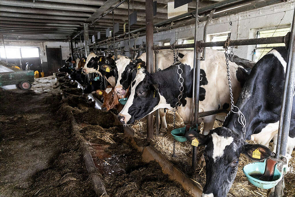 Tethered Cows for Bärenmarke Milk in Hesse. © Greenpeace