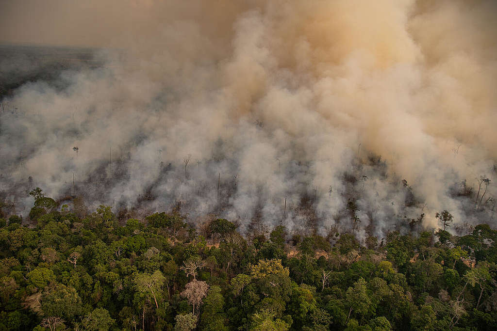  The Amazon on fire © Christian Braga / Greenpeace
