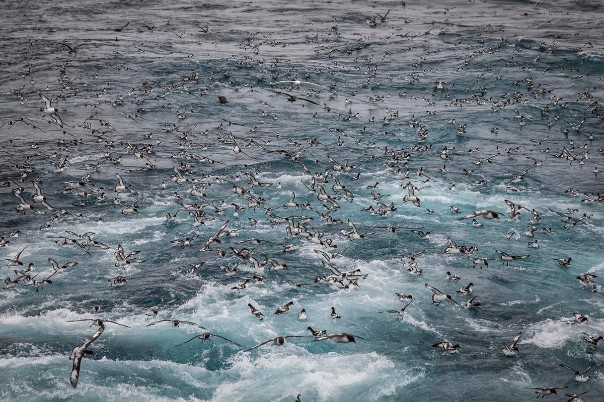 Antarctic petrels feed on krill.  © Andrew McConnell / Greenpeace © Andrew McConnell / Greenpeace