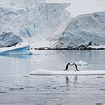 Gentoo penguins play in Paradise Harbour, Antarctica. © Abbie Trayler-Smith / Greenpeace

