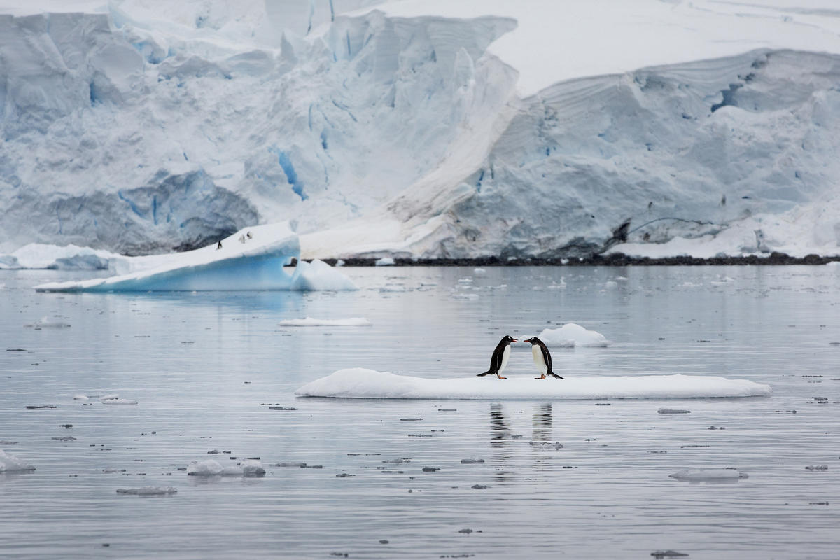 Gentoo Penguins In Paradise Harbour © Abbie Trayler-Smith / Greenpeace