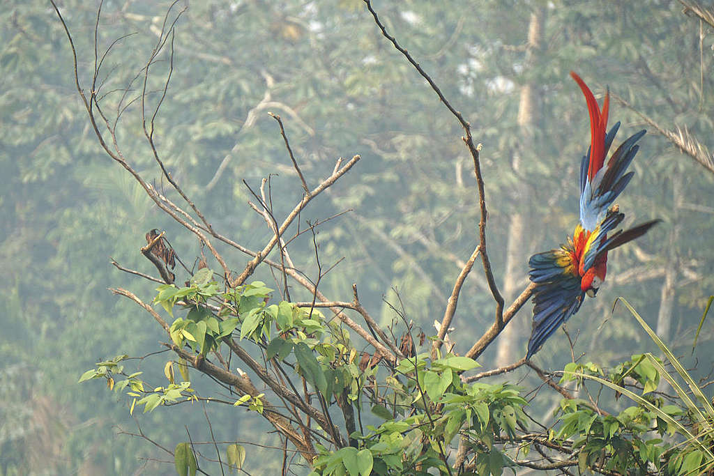 Scarlet Macaw in the Karipuna Indigenous Land, Brazil. © Rogério Assis / Greenpeace