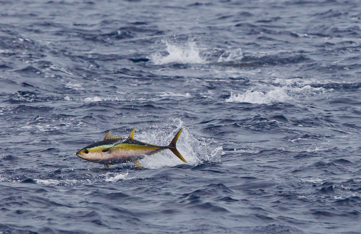 Yellowfin Tuna in the Pacific Ocean. © Paul Hilton