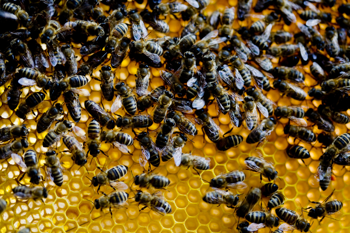 Bees on a Honeycomb in the Netherlands. © Pieter Boer