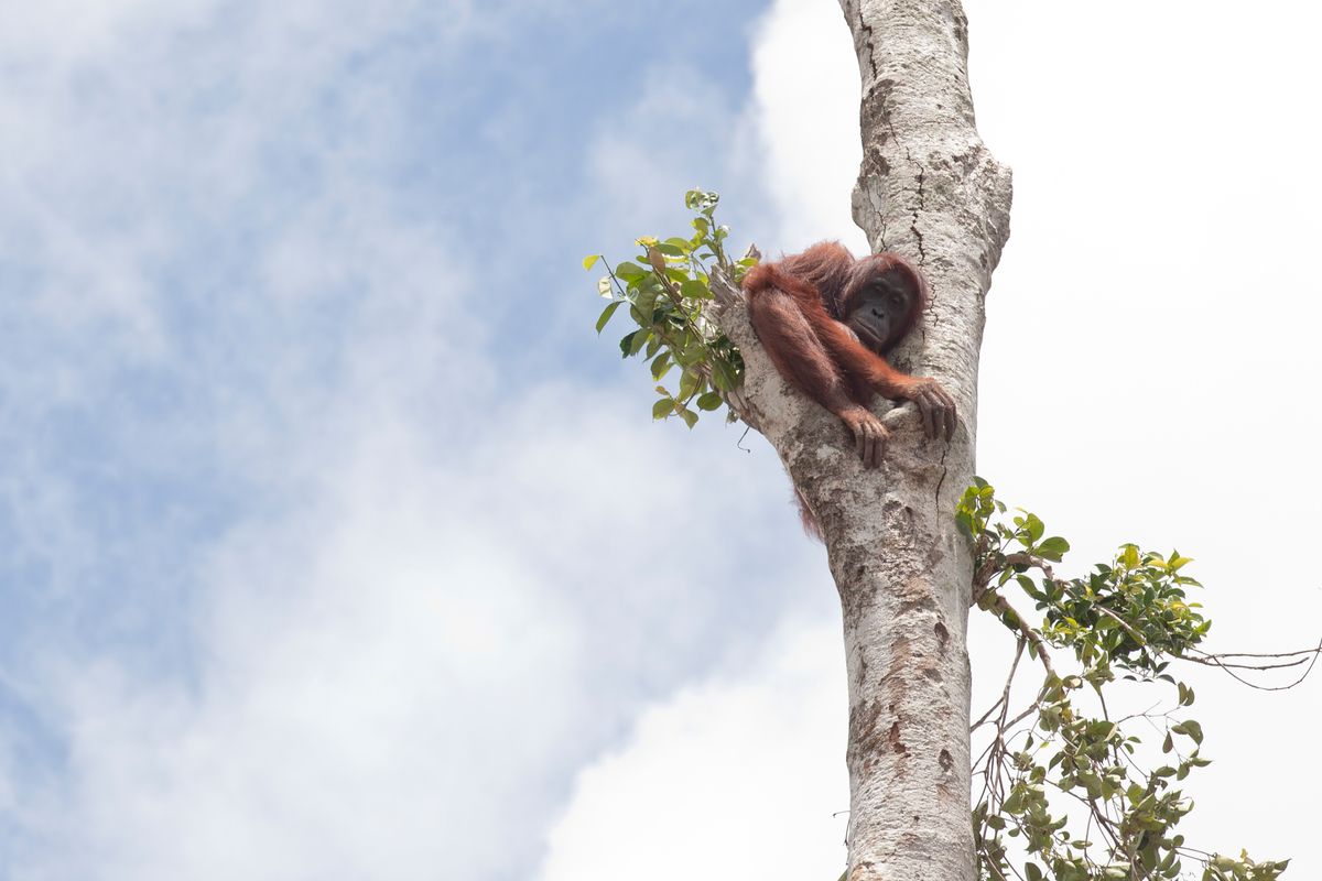 Orangutan in Lone Tree in West Kalimantan. © Alejo Sabugo