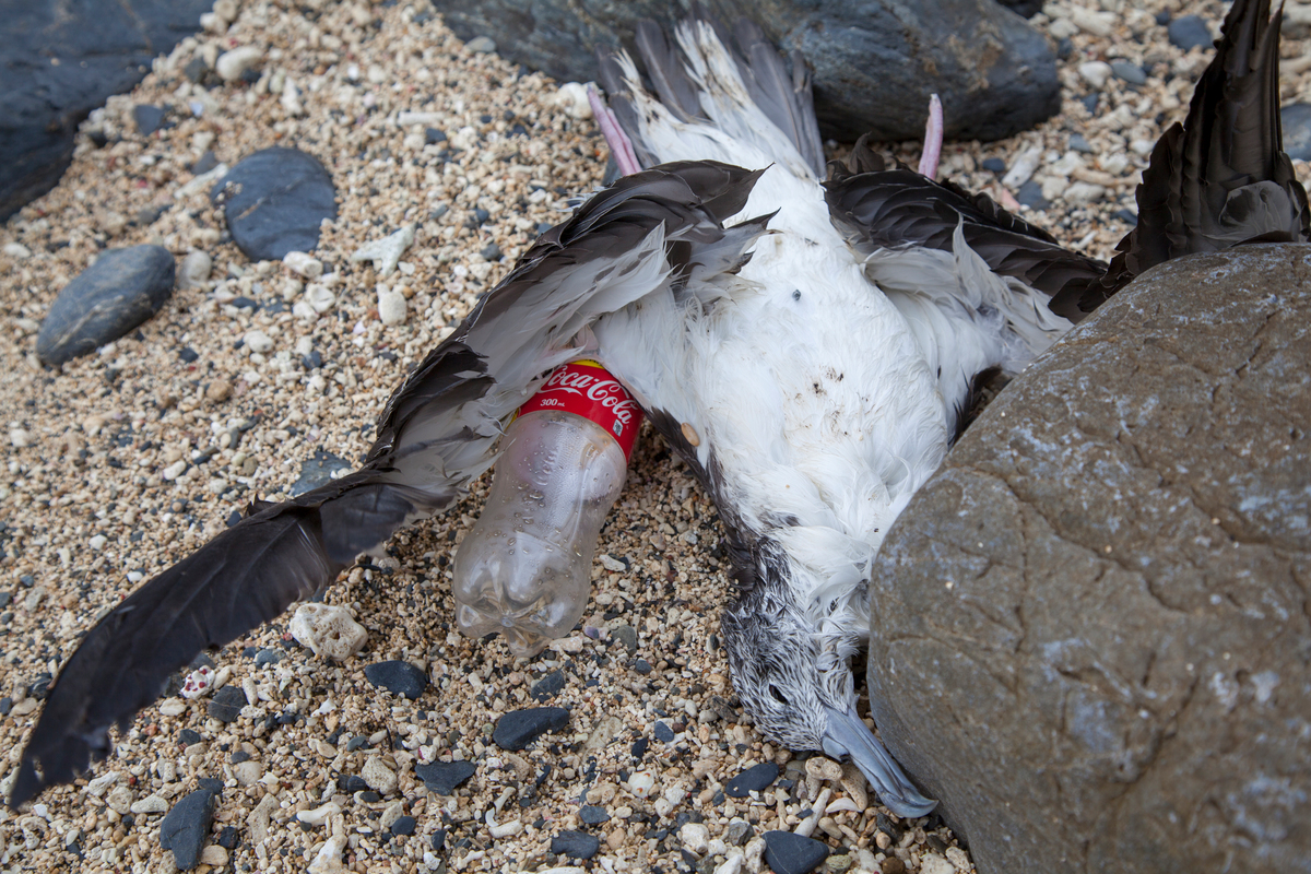 Dead Seabird found on Shore of Chinase, Amami Oshima. © Kosaku Hamada