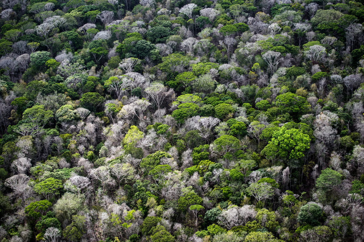 Amazon Rainforest Brazil. © Daniel Beltrá