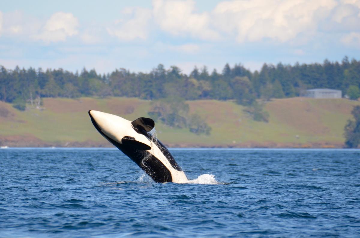 Pacific Northwest Salish Sea Wildlife. © Monika Wieland Shields