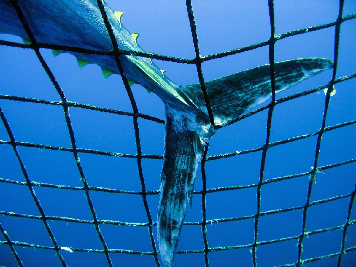 Tuna caught inside a Transport Cage in Turkey. © Gavin Newman