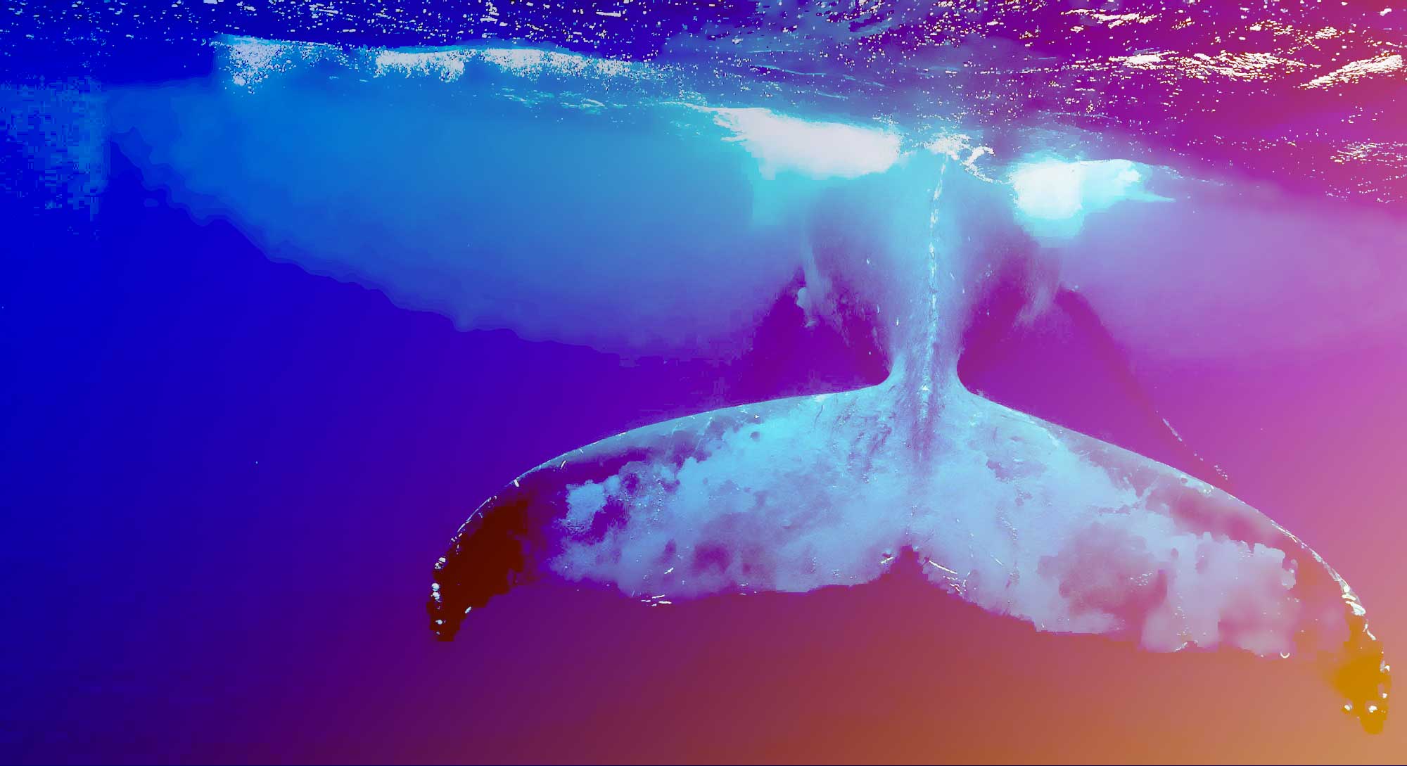 Sons of the ocean - “ Non è l'acqua di fonte che battezza i figli di  marinai  Nascere sul mare, e non importa se poi il carro ti conduce  altrove