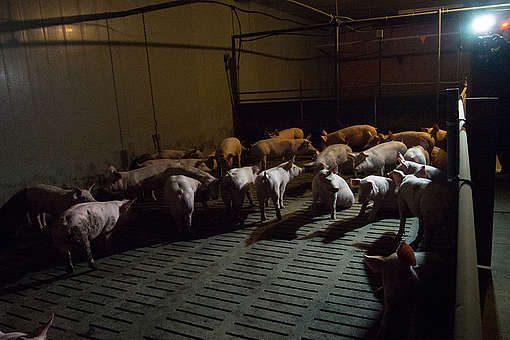 Pigs in Factory Farming in Germany. © Greenpeace