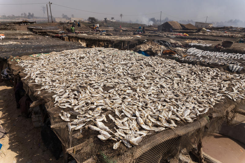 Greenpeace: la produzione di farine di pesce per gli allevamenti intensivi  minaccia i mari e ruba cibo alle popolazioni africane - Greenpeace Italia