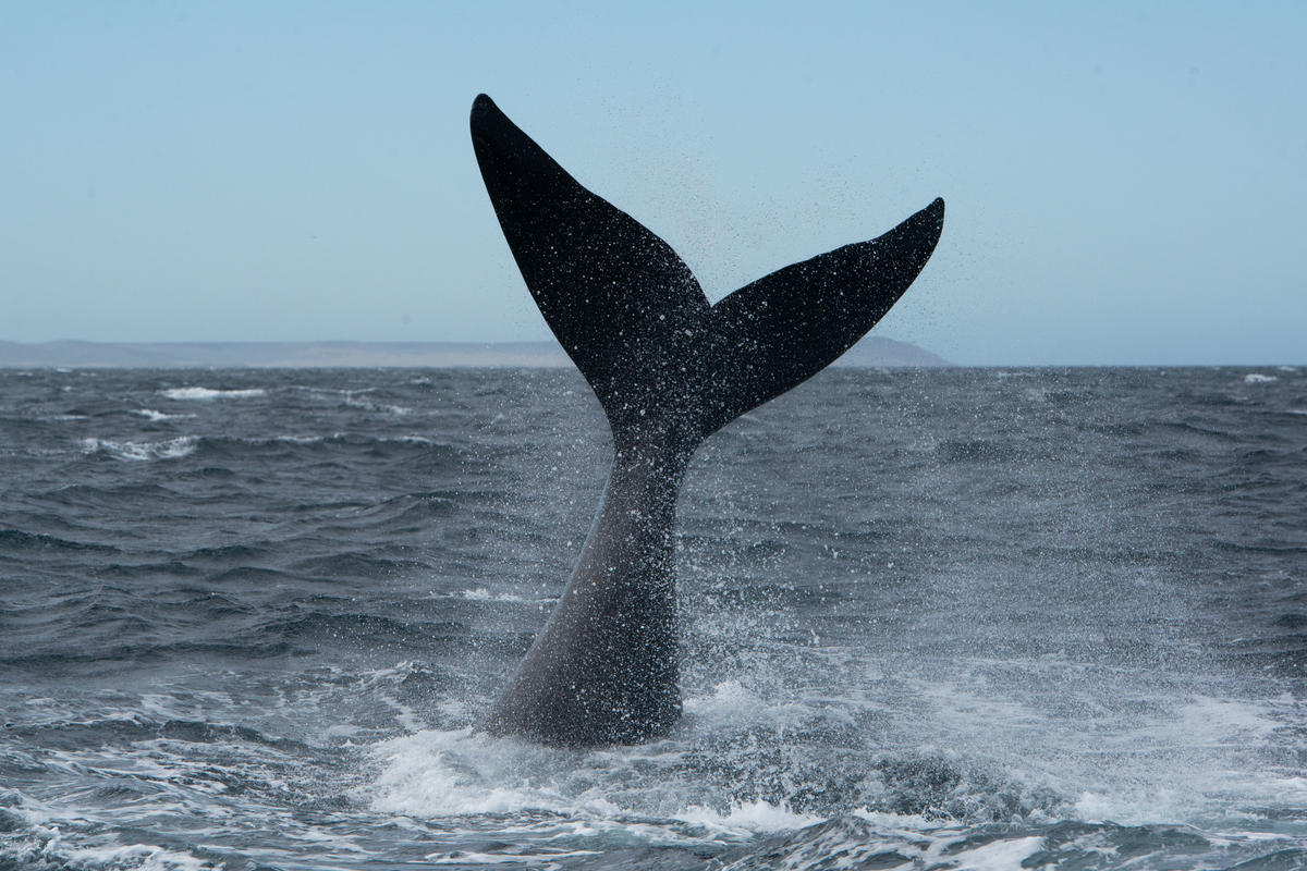 Southern Right Whale in the Argentine Sea. © Martin Katz / Greenpeace