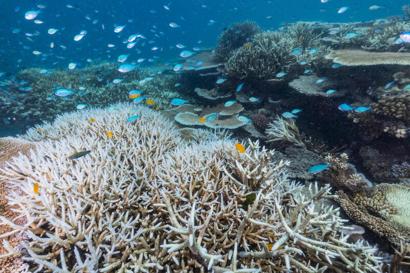 La barriera corallina è in pericolo: proteggiamola! - Greenpeace Italia