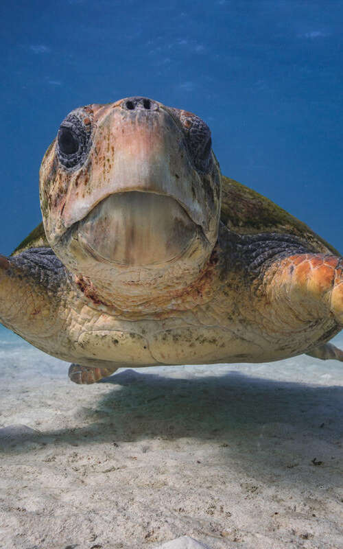 Loggerhead Turtle on Ningaloo Reef. © Greenpeace / Lewis Burnett