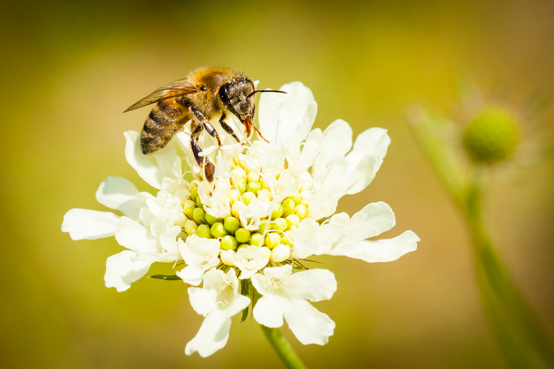 È il fiore più grande del mondo e rischia l'estinzione