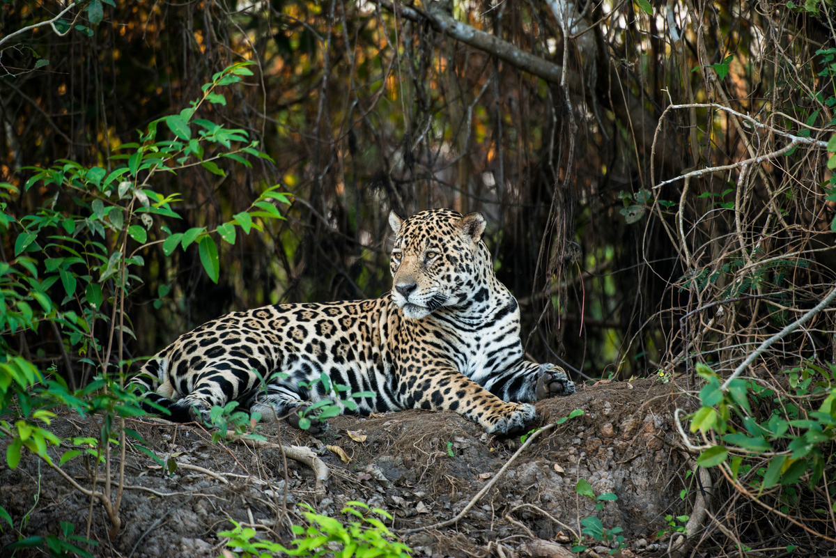  Jaguar (Panthera onca) in the Amazon. © Valdemir Cunha