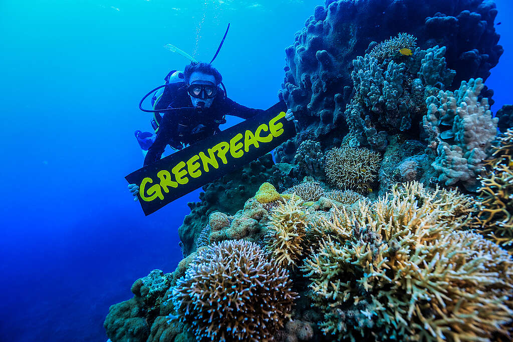 CourageWorks Campaign Dive in the Great Barrier Reef. © Gary Farr / Greenpeace