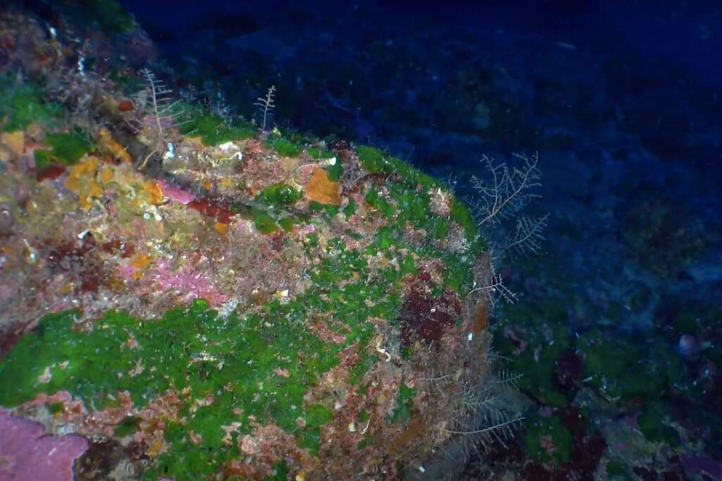 Veduta sottomarina del Palinuro Seamount con rocce e vegetazione