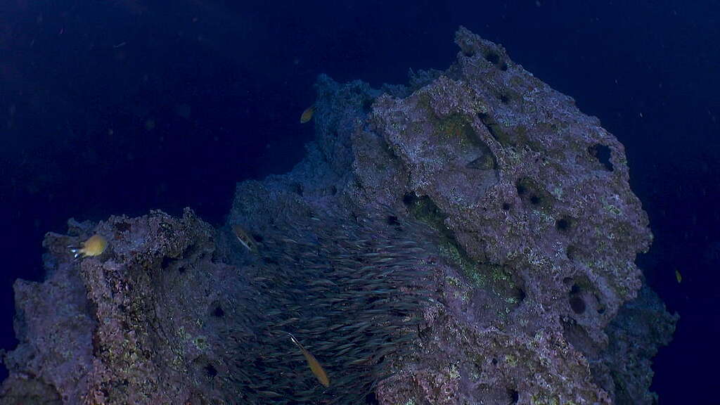 Veduta sottomarina di un seamount nelle Azzorre