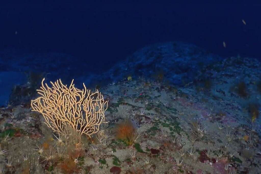 Veduta sottomarina del Palinuro Seamount, montagna sottomarina del Mar Tirreno, con corallo giallo e vegetazione