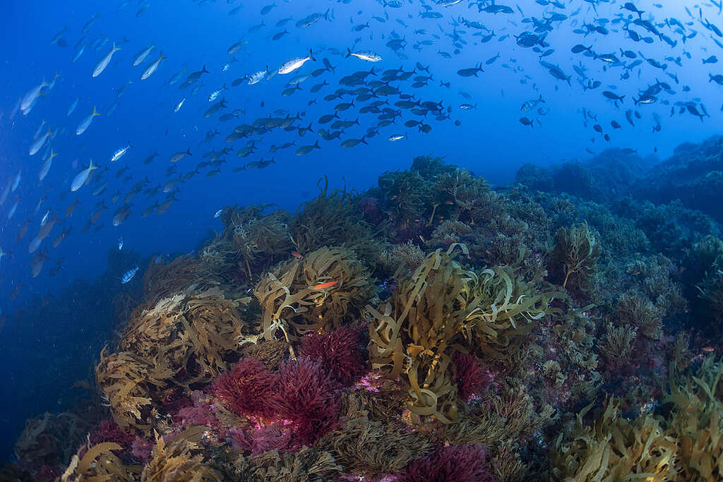 Fauna marina nel Vema Seamount, nell'Oceano Atlantico