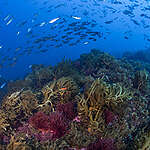 Banchi di saraghi neri e ricciole sul Vema Seamount, nell'Oceano Atlantico