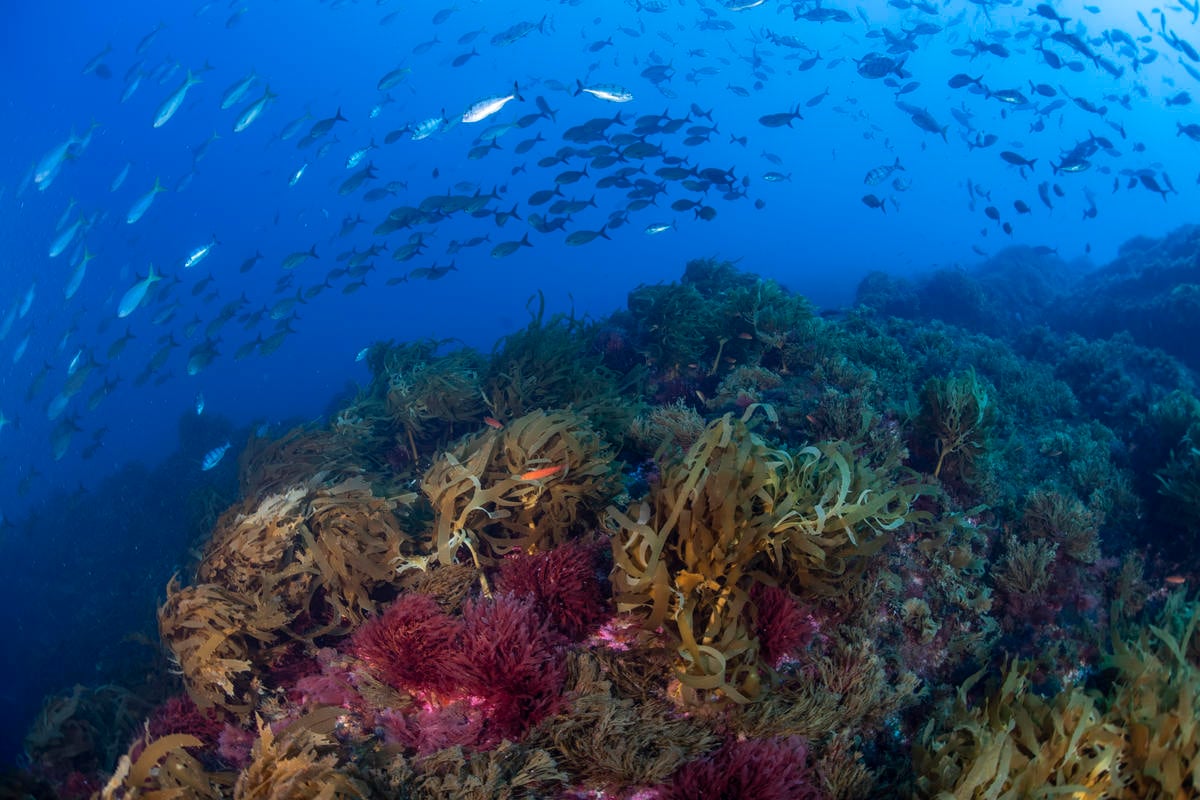 Fauna marina nel Vema Seamount, nell'Oceano Atlantico
