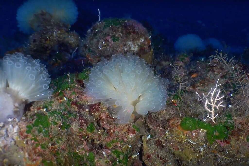 Veduta sottomarina del Palinuro Seamount, montagna sottomarina del Mar Tirreno