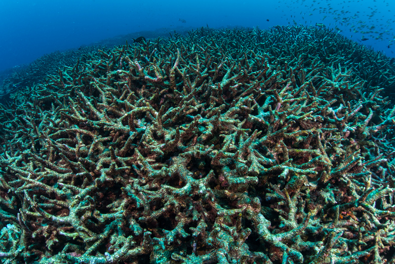 海の温暖化、消える漁場、サンゴの死