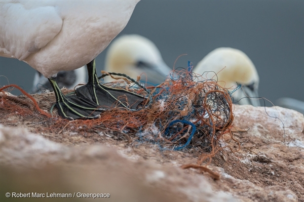 Gannets on Heligoland with Plastic Waste. 7 Aug, 2015, © Robert Marc Lehmann / Greenpeace