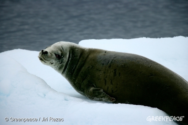 地球でいちばん大きなサンクチュアリ 南極海保護区をつくろう 国際環境ngoグリーンピース