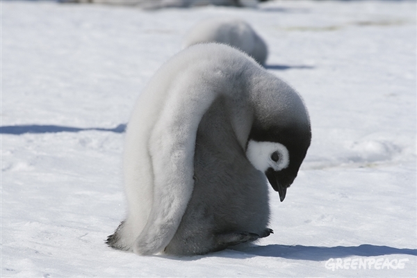 ４月２５日は ハッピー 世界ペンギンの日 国際環境ngoグリーンピース